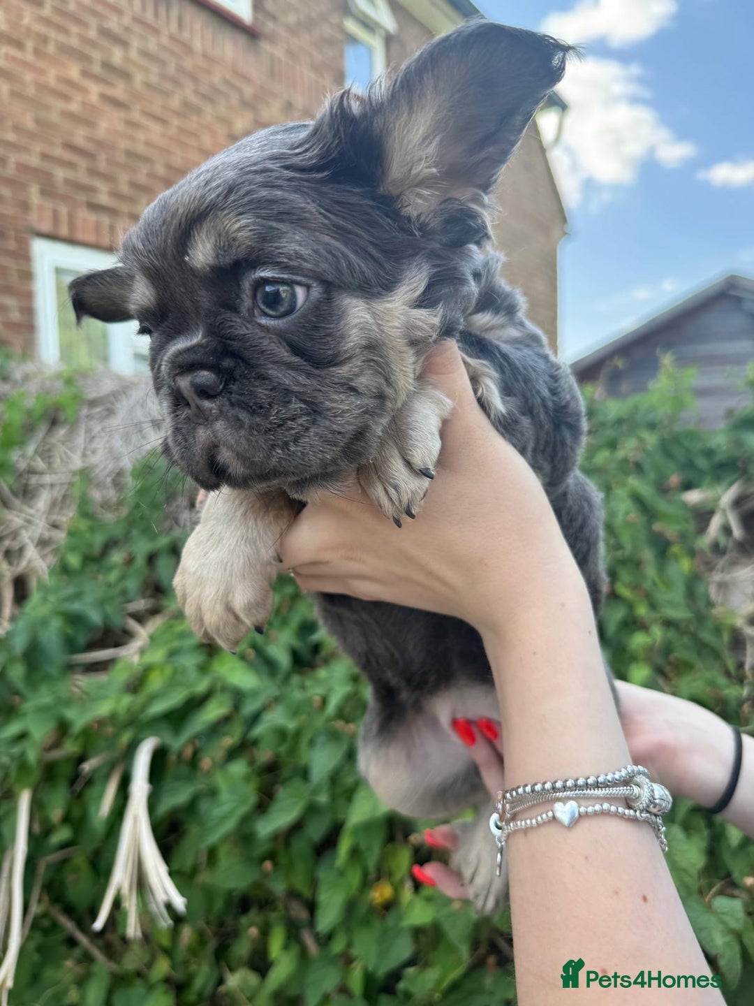 French Bulldog dogs for sale: 🐶 Adorable French Bulldog Puppies - Image 11