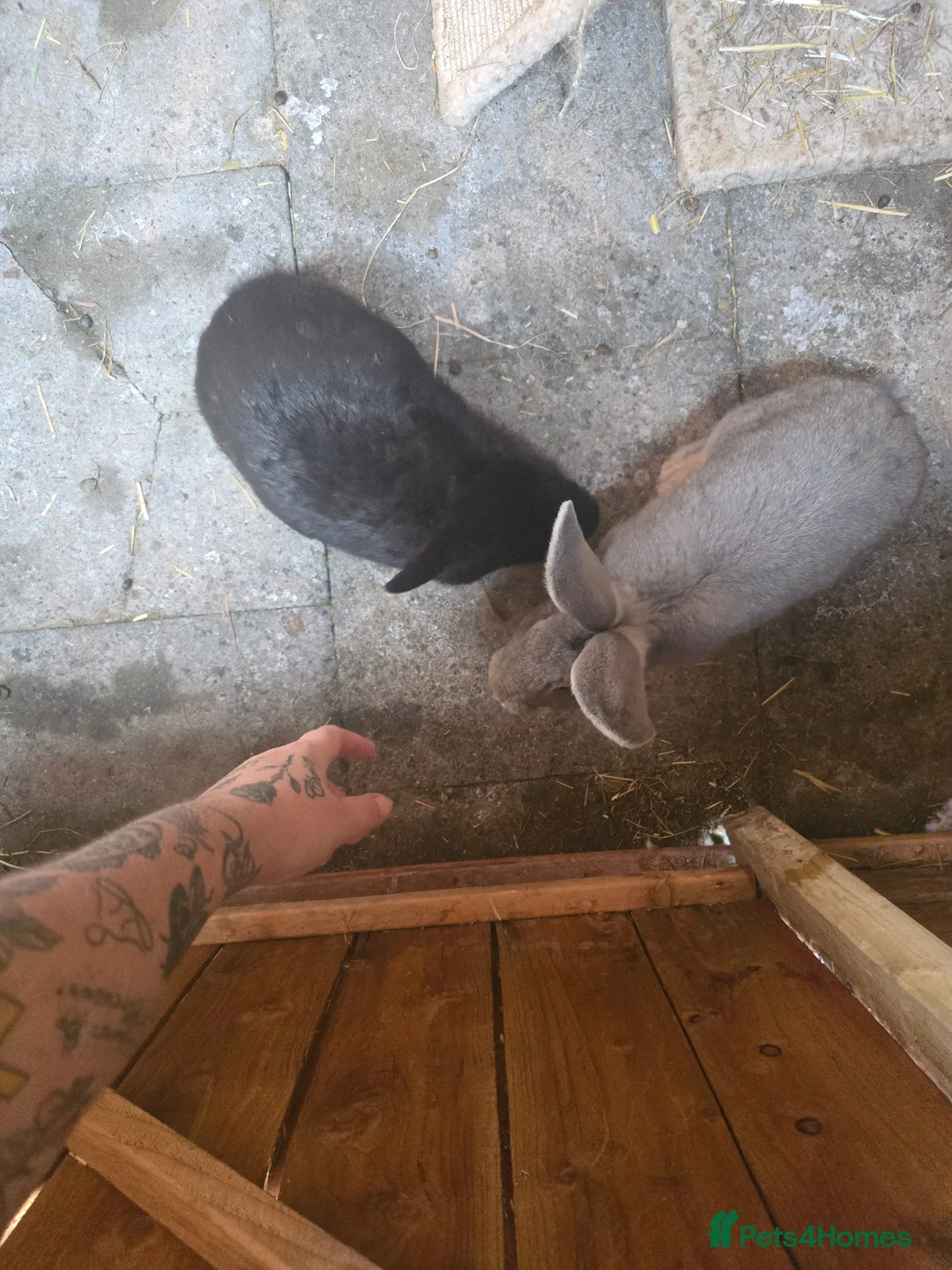 Mixed Breed rabbits for sale: Flemish giant x conti giant  - Advert 2