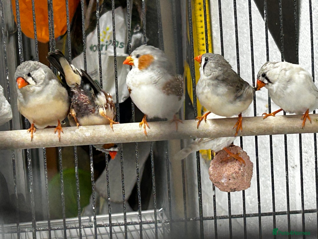 Finches birds for sale: Zebra finches  - Image 4
