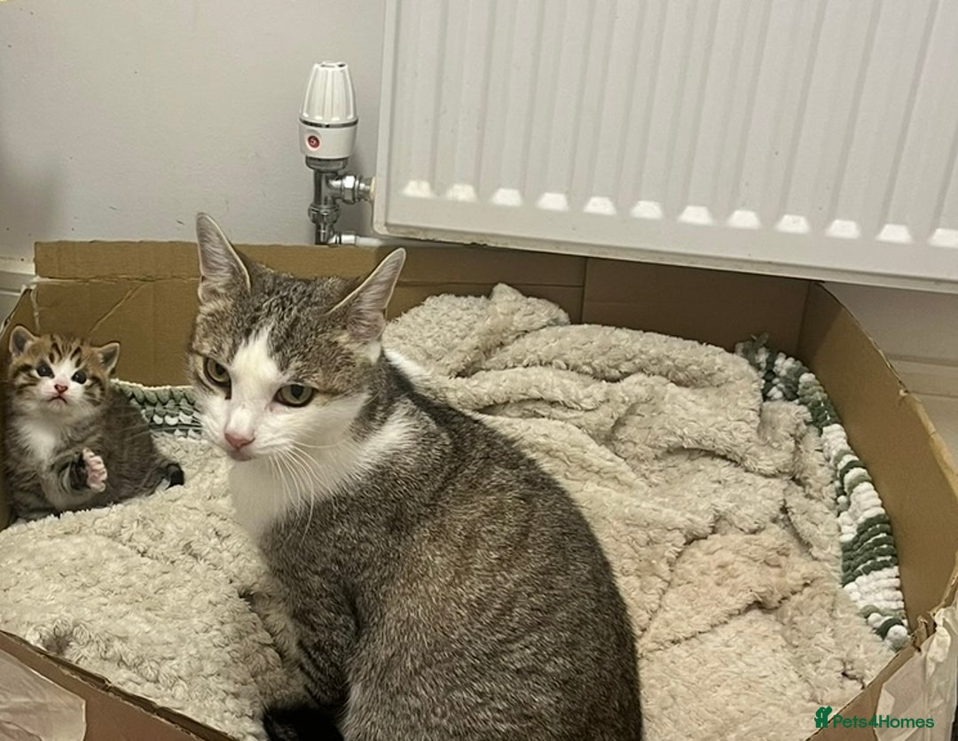 Mixed Breed cats for sale: Beautiful Half Bengal Boy Looking For His New home - Advert 13