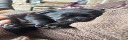 Mixed Breed dogs for sale: Labrottie Girl (Labrador x Rottweiler) - Advert 3