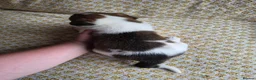Border Collie dogs for sale: Border Collie puppies for sale in Crediton - Advert 14