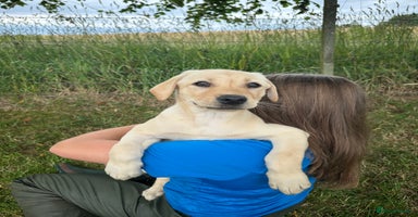 Labrador Retriever dogs - Advert 6