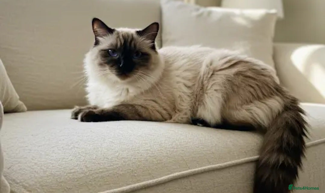 Ragdoll cats Ragdoll kittens  - Advert 2