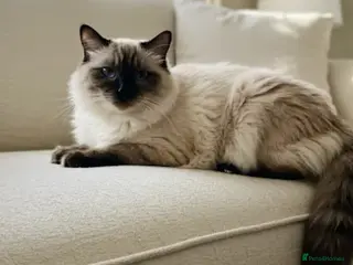 Ragdoll cats Ragdoll kittens - Advert 2