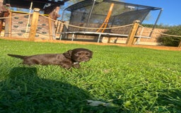 Cocker Spaniel dogs for sale: Adorable cocker spaniel puppies  - Image 15
