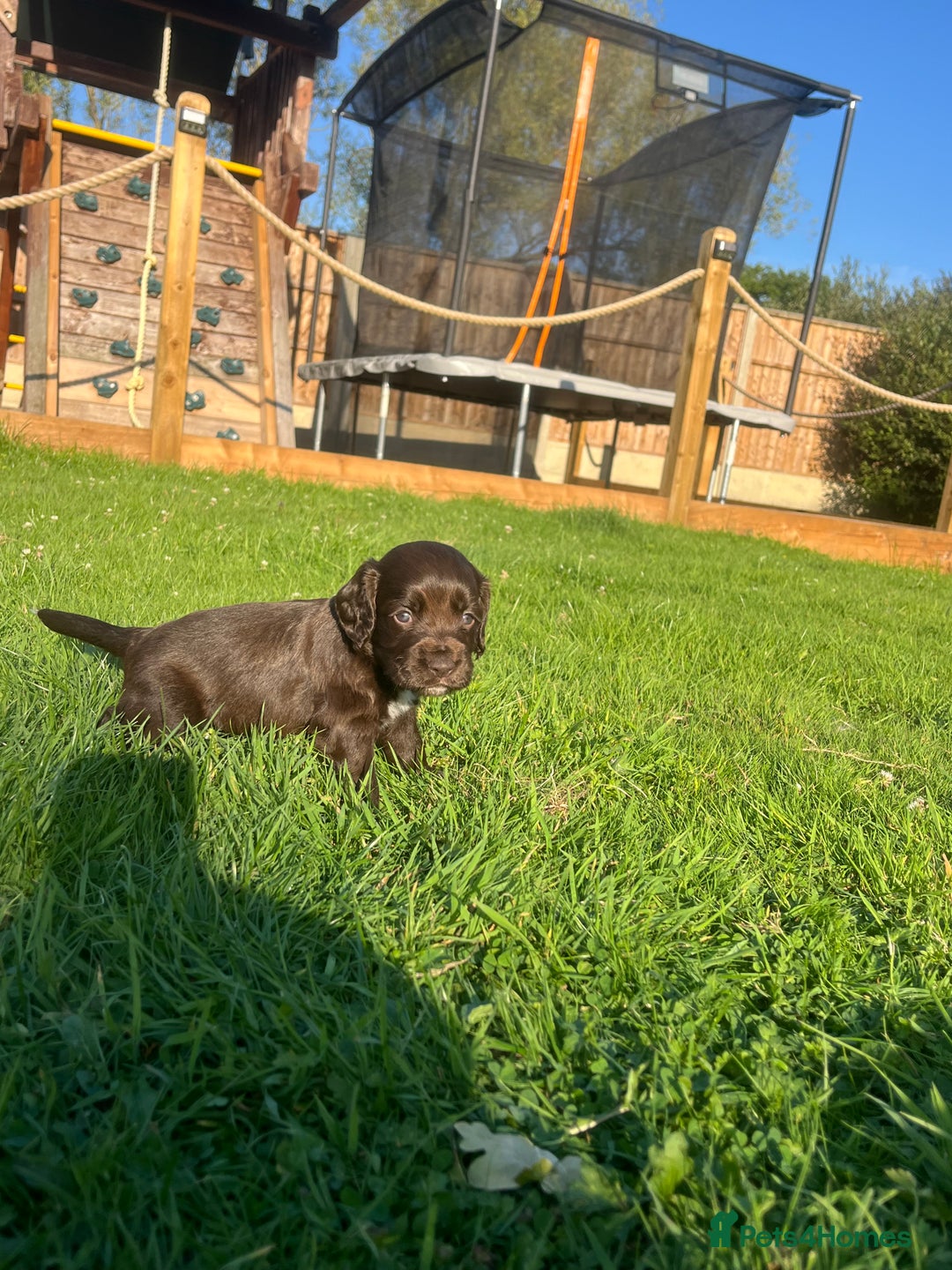 Cocker Spaniel dogs for sale: Adorable cocker spaniel puppies  - Image 15