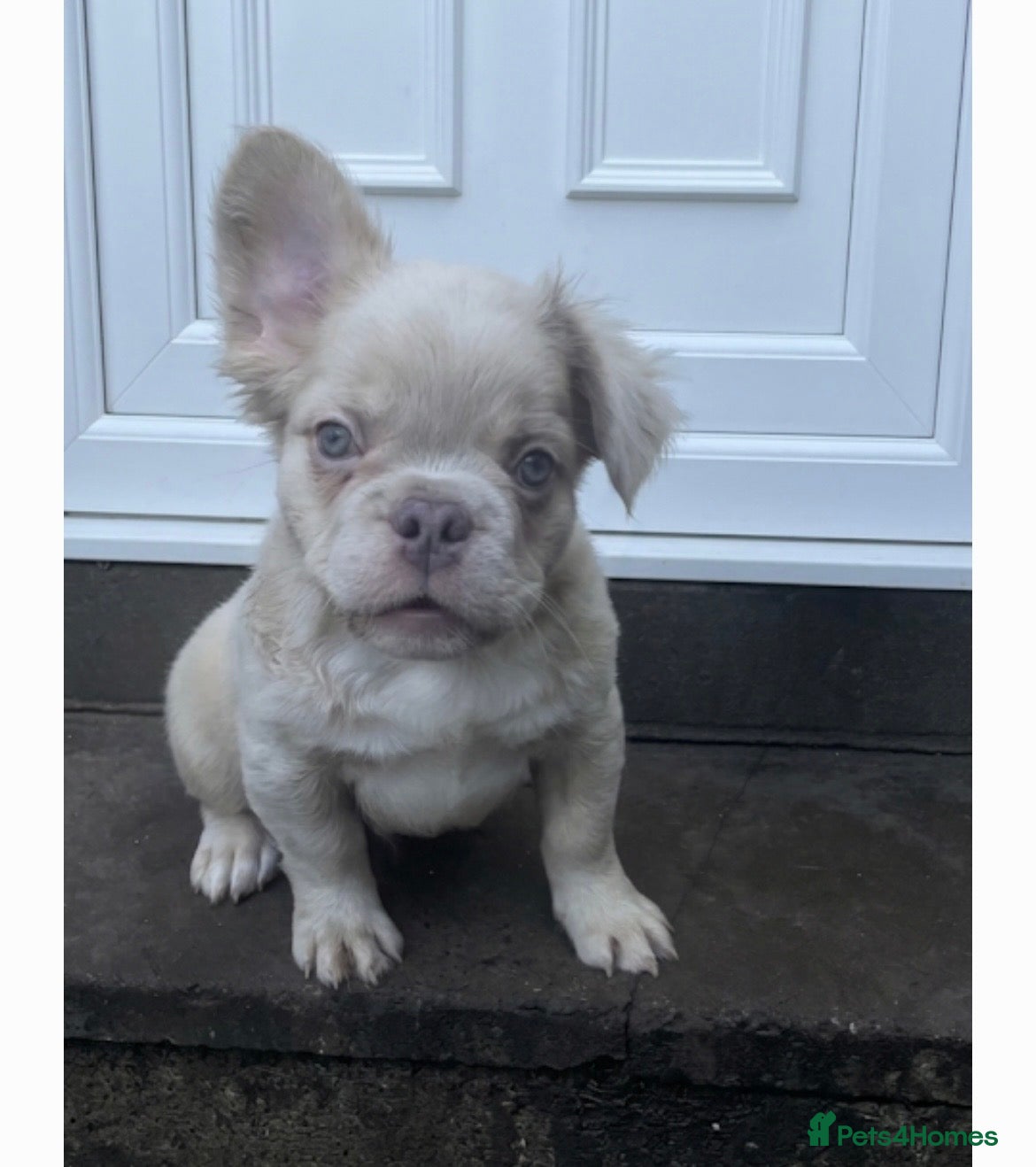 French Bulldog dogs for sale: 🔥 Male Platinum Fluffy Frenchies -Carrying PINK  - Advert 4