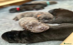 Shar Pei dogs for sale: Beautiful bear/brush coat shar peis  - Image 8