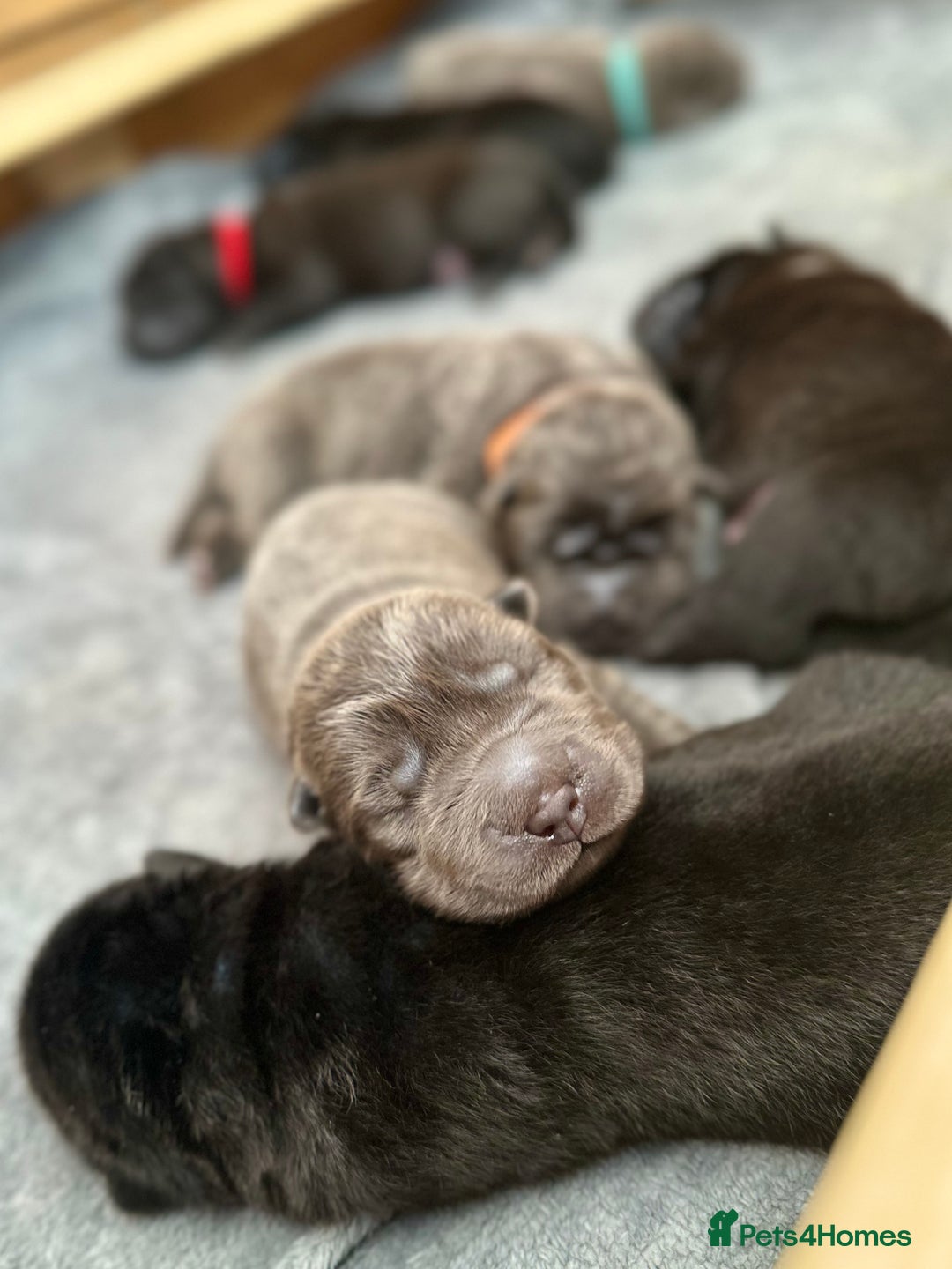 Shar Pei dogs for sale: Beautiful bear/brush coat shar peis  - Image 8