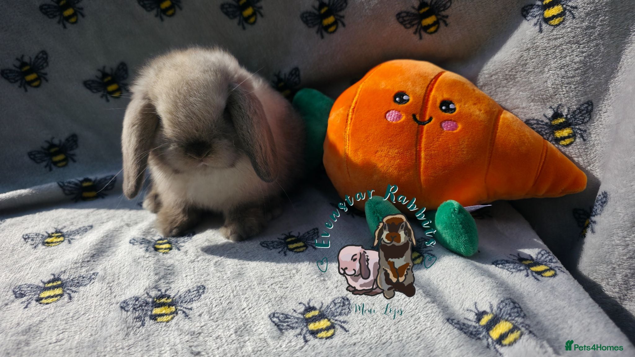 Mini Lop rabbits Lovely friendly Mini lop boys - Advert 5