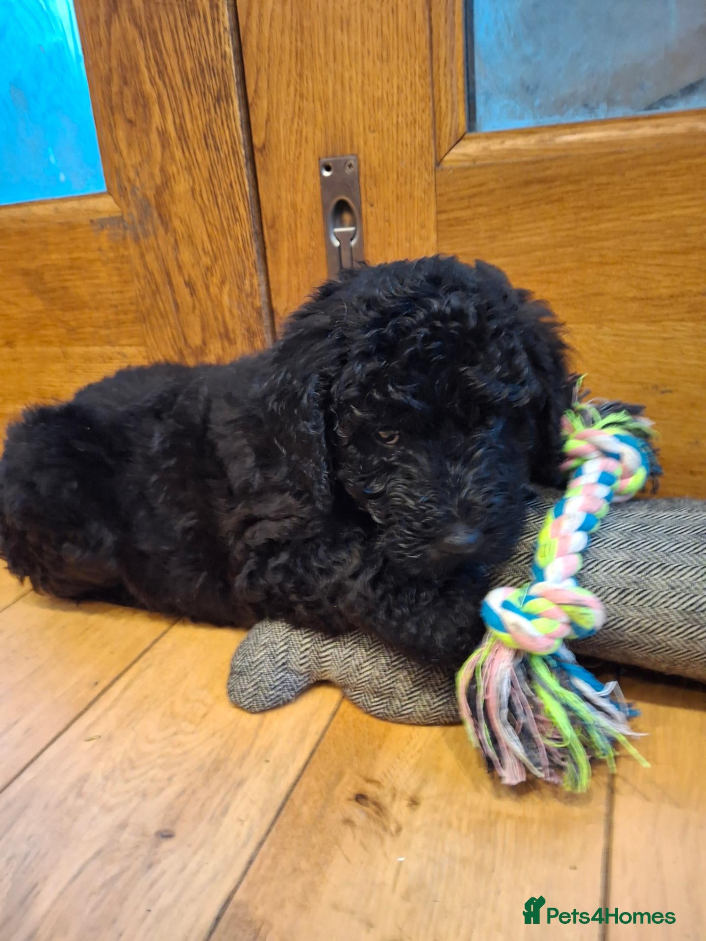 Labradoodle dogs 🐾 Premium Health Tested Labradoodle Puppies - Advert 1