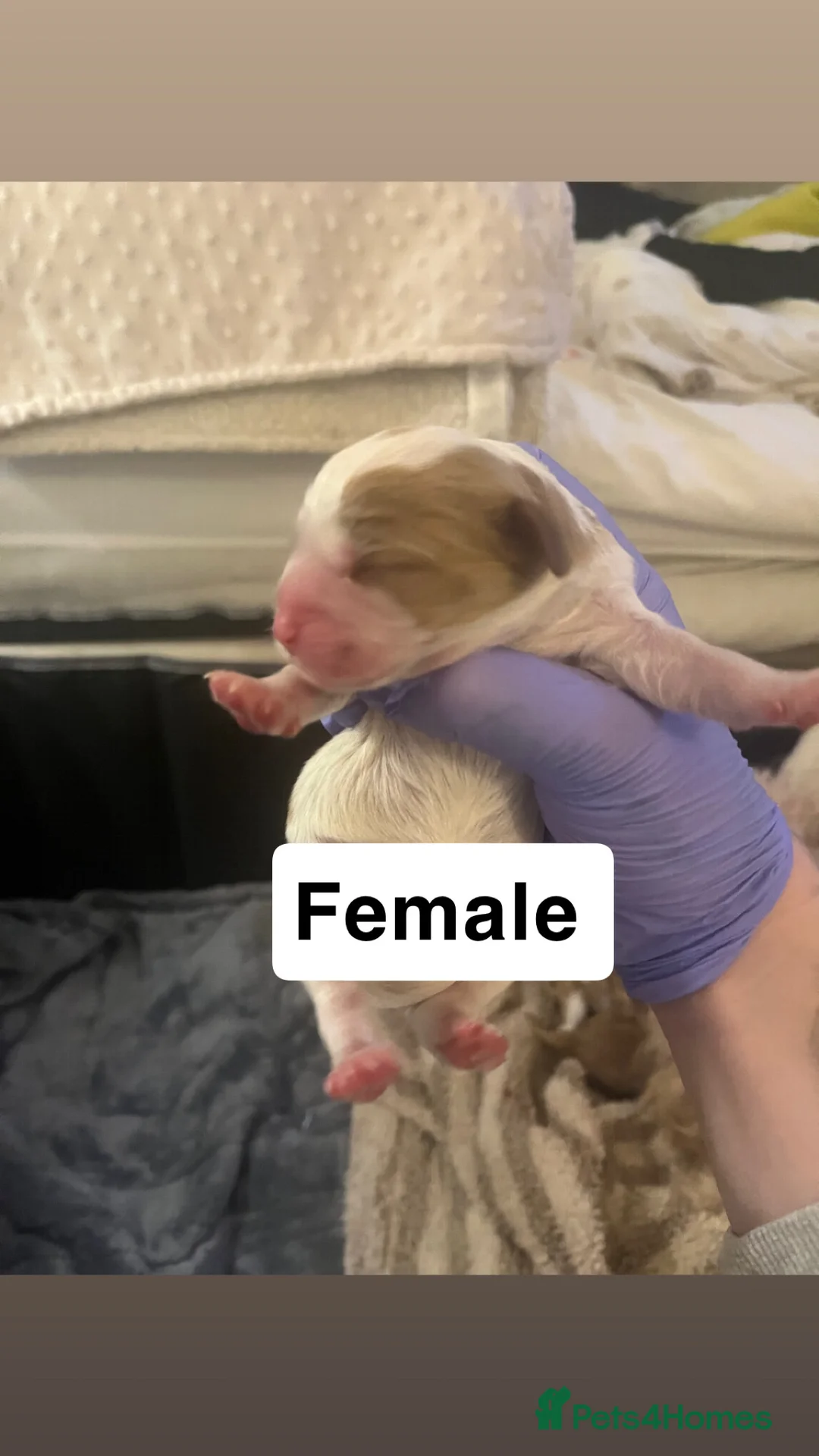 Cavapoo dogs for sale: cavapoo puppies  - Advert 7