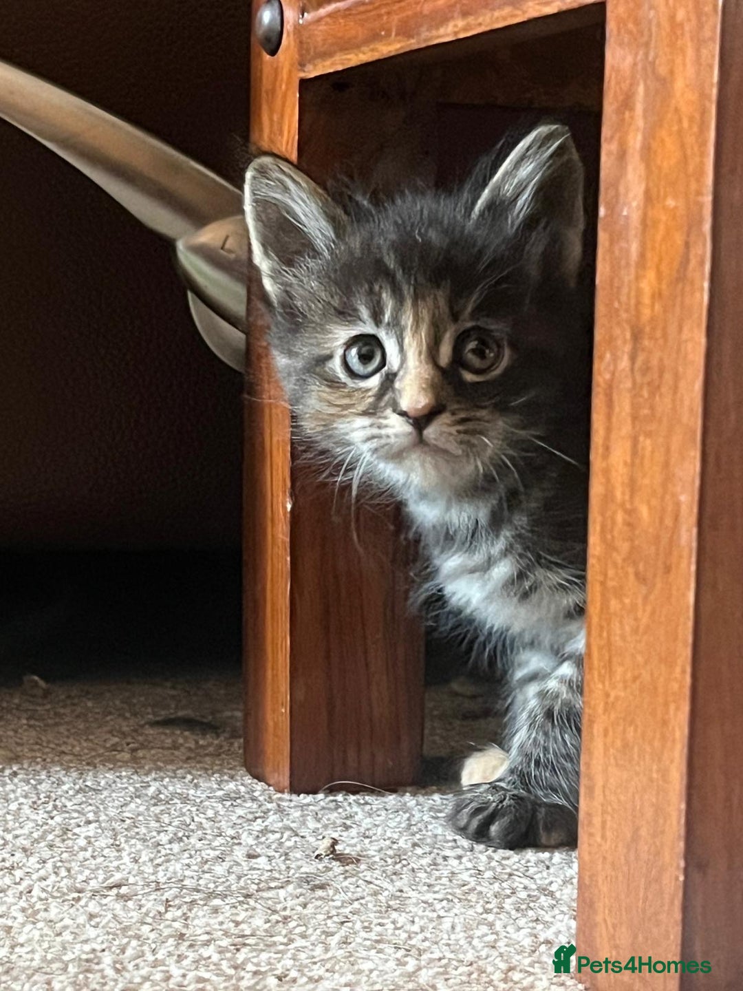 Maine Coon cats for sale: Beautiful Pedigree Main Coon Kittens - Advert 9