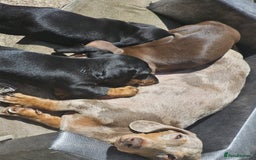 Dachshund dogs for sale: Miniature dachshund puppies  - Image 5