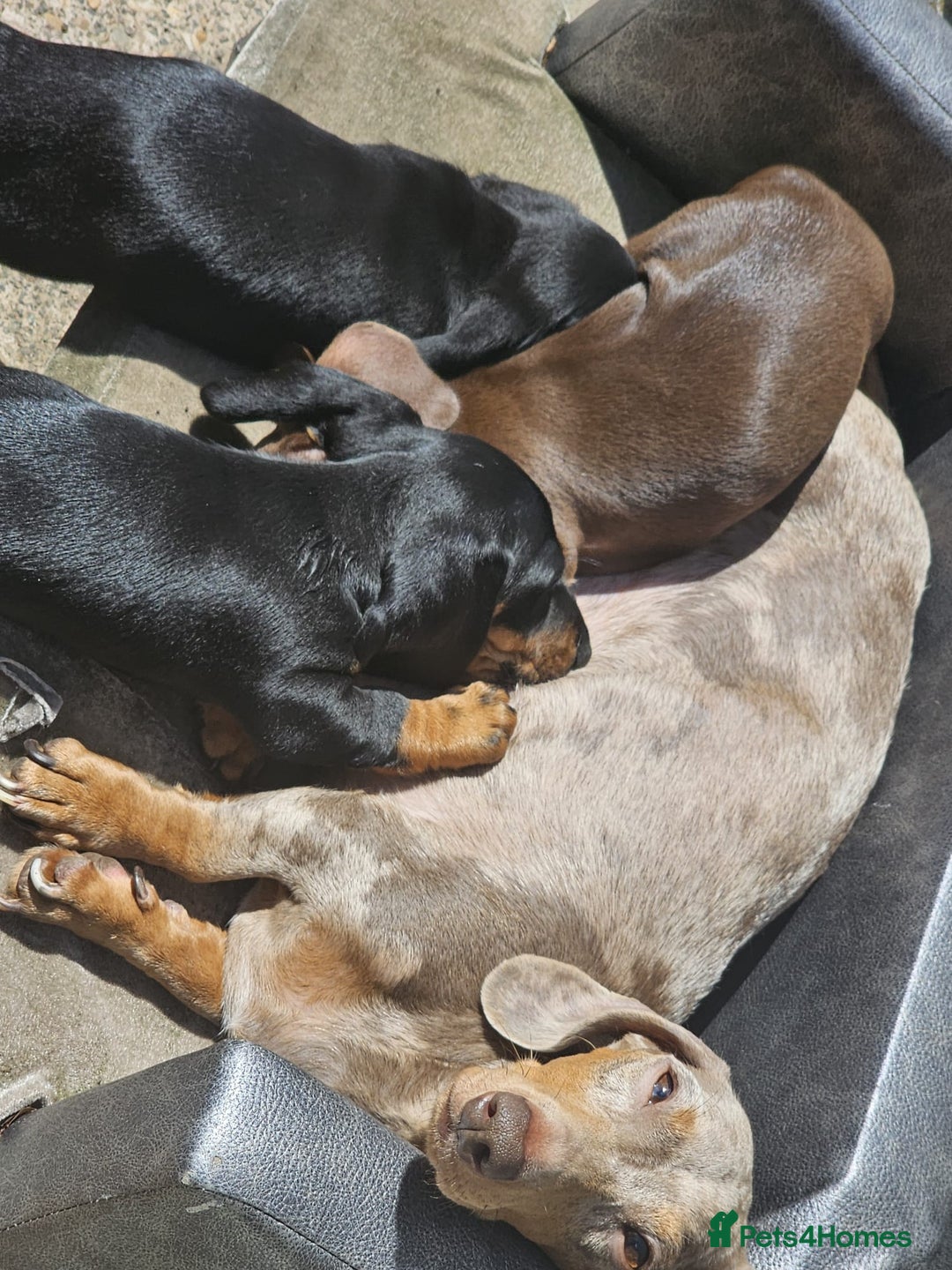 Dachshund dogs for sale: Miniature dachshund puppies  - Image 5