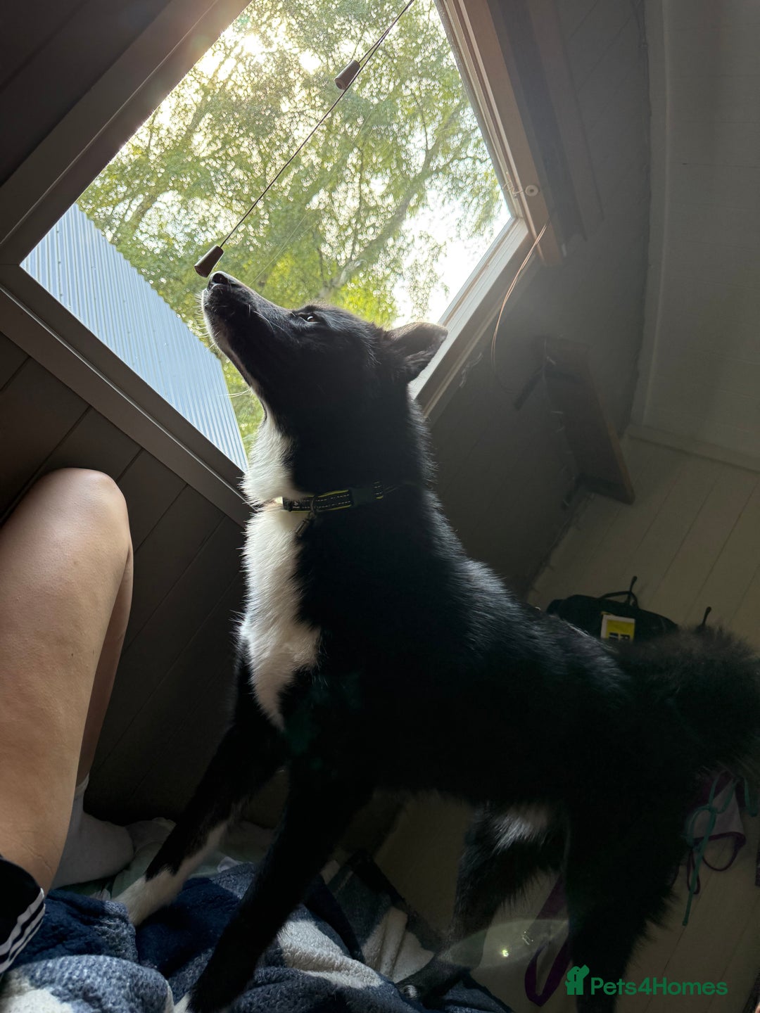 Siberian Husky dogs for sale: This is Loki  - Image 5