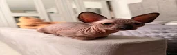 Sphynx cats for sale: !🌺🫶 Ready NOW!! - Advert 33