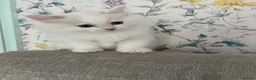 Ragdoll cats for sale: Family raised GCCF ragdoll kittens  - Advert 12