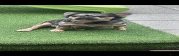 French Bulldog dogs for sale: Beautiful French bulldog puppies  in Rotherham - Advert 1