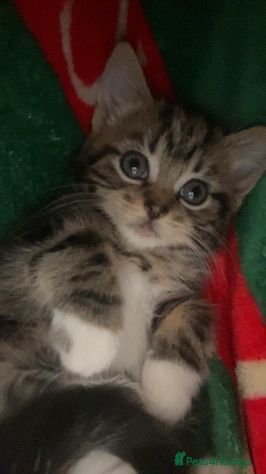 Mixed Breed cats Last female Norwegian forest cross baby kitten - Advert 15