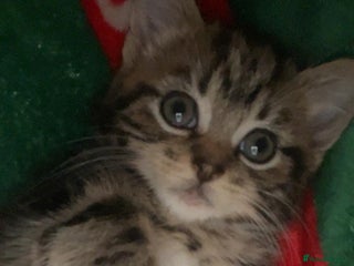 Mixed Breed cats Last female Norwegian forest cross baby kitten - Advert 1