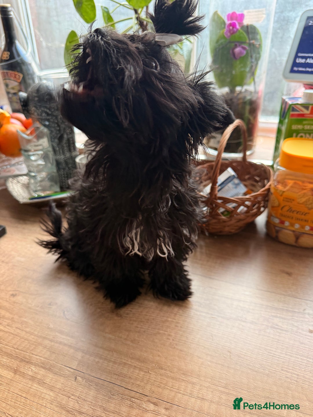 Yorkshire Terrier dogs for sale: 🖤 Black sweet girl ready to leave 💖 - Advert 3