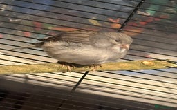 Canaries birds for sale: Male & female cannery for sale  - Image 6