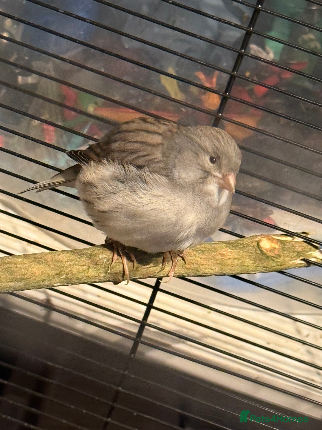 Canaries birds for sale: Male & female cannery for sale  - Image 6