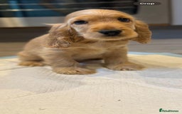 Cocker Spaniel dogs for sale: Outstanding Show cocker spaniels  - Image 4