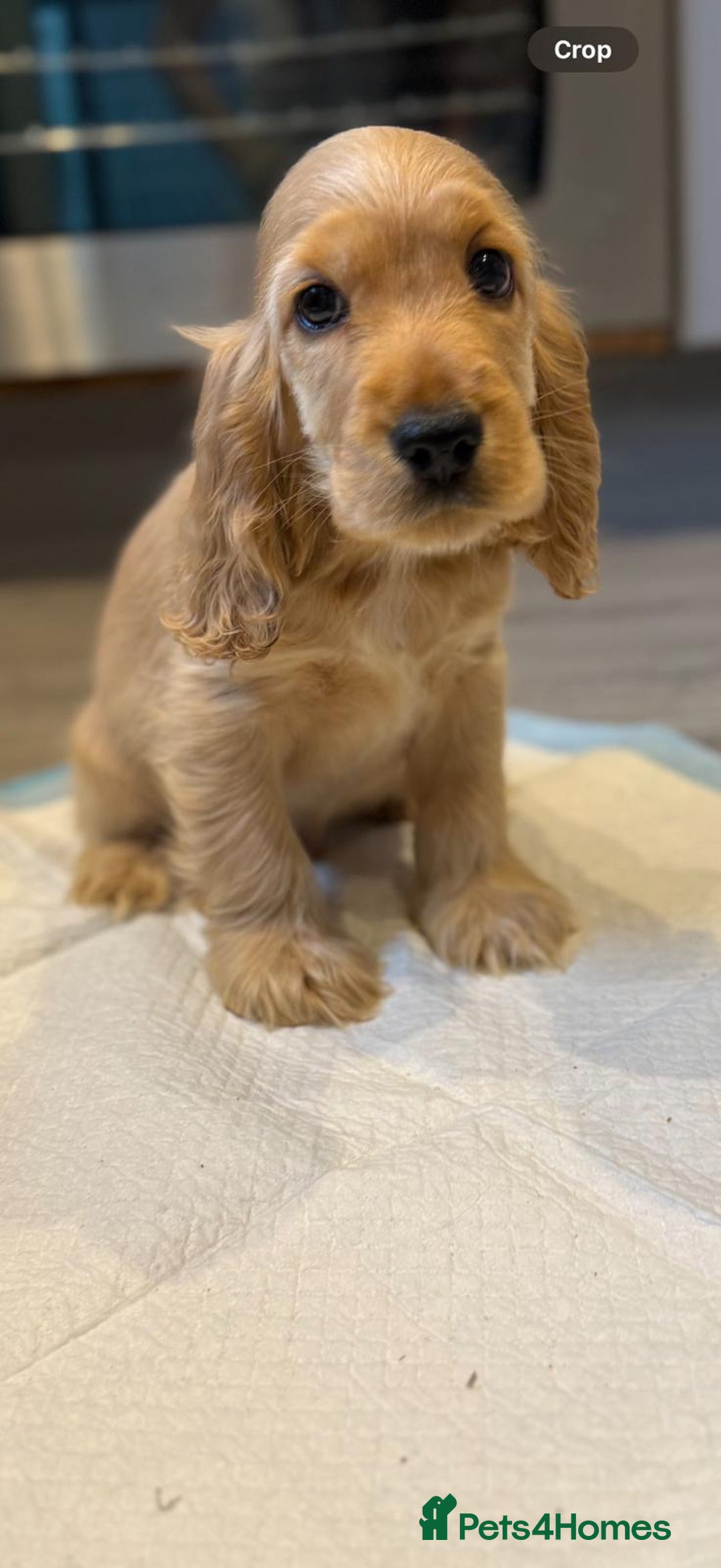 Cocker Spaniel dogs for sale: Outstanding Show cocker spaniels  - Image 4