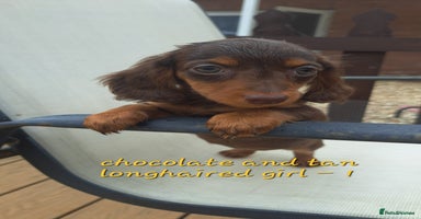 Dachshund dogs - Advert 1