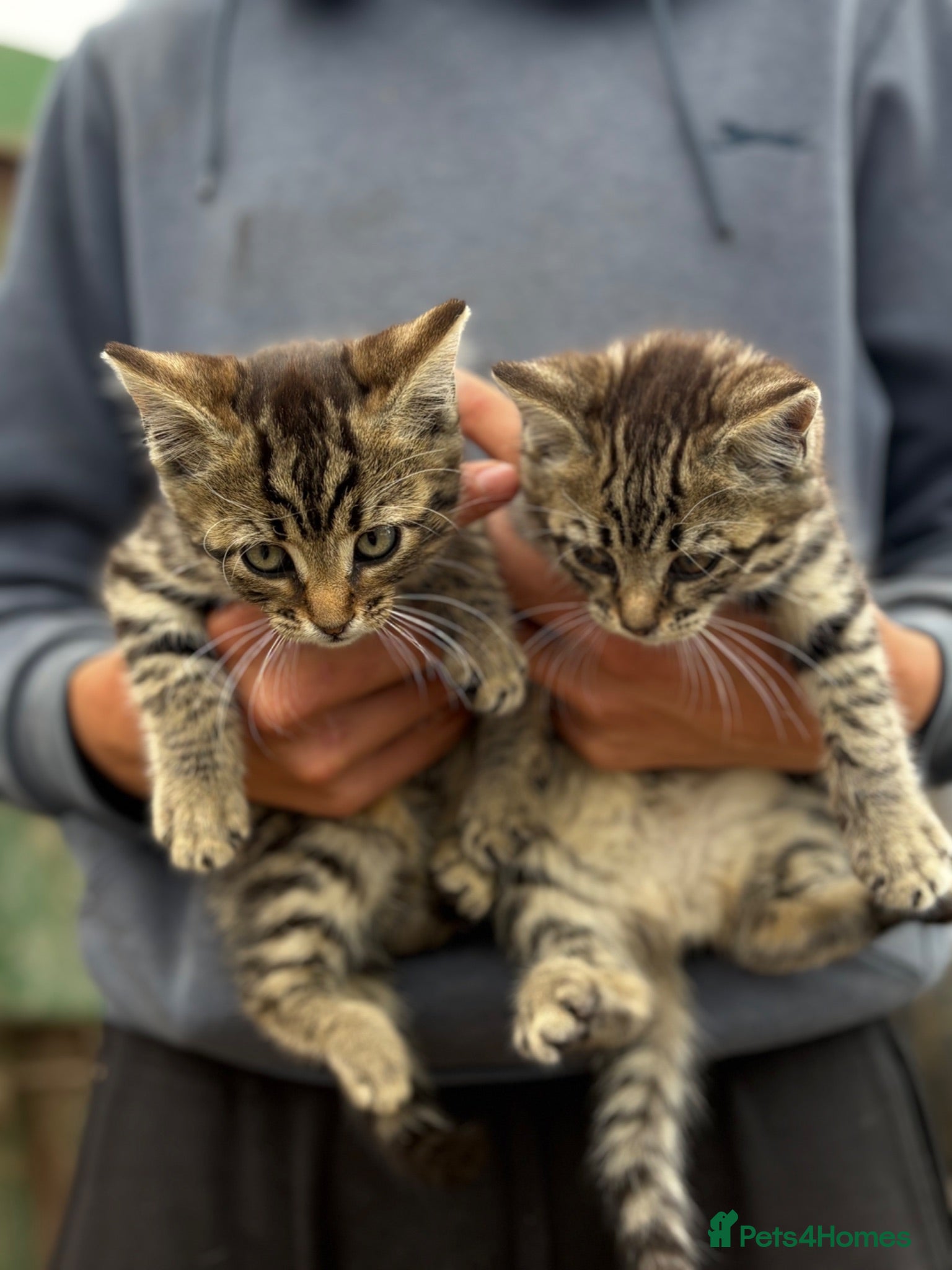 Mixed Breed cats 3 Tabby Kittens  - Advert 2