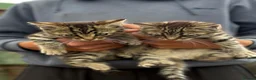 Mixed Breed cats for sale: 3 Tabby Kittens  in Colwyn Bay - Advert 1