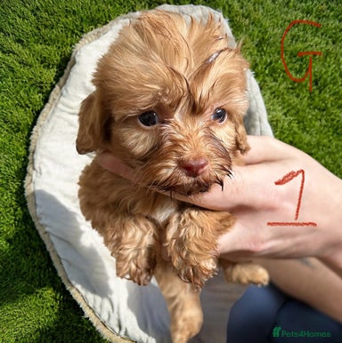 Jackapoo Dogs Breed - Information, Temperament, Size & Price | Pets4Homes