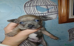 Chihuahua dogs for sale: 4 beautiful merle chihuahuas - Image 12