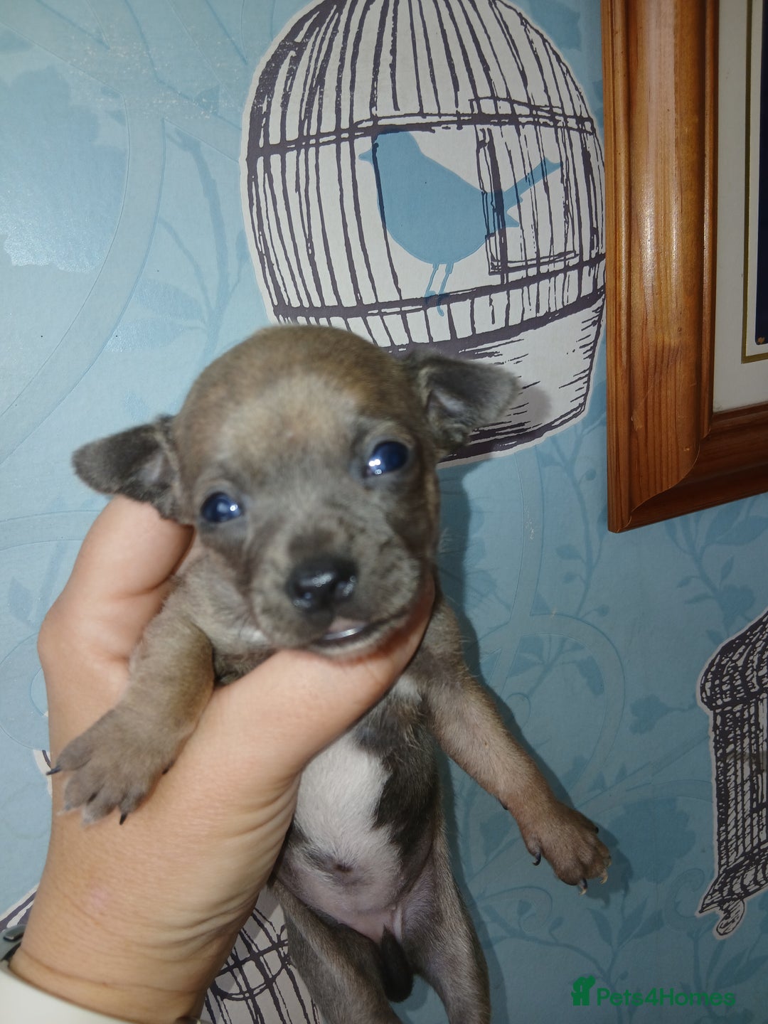 Chihuahua dogs for sale: 4 beautiful merle chihuahuas - Image 12