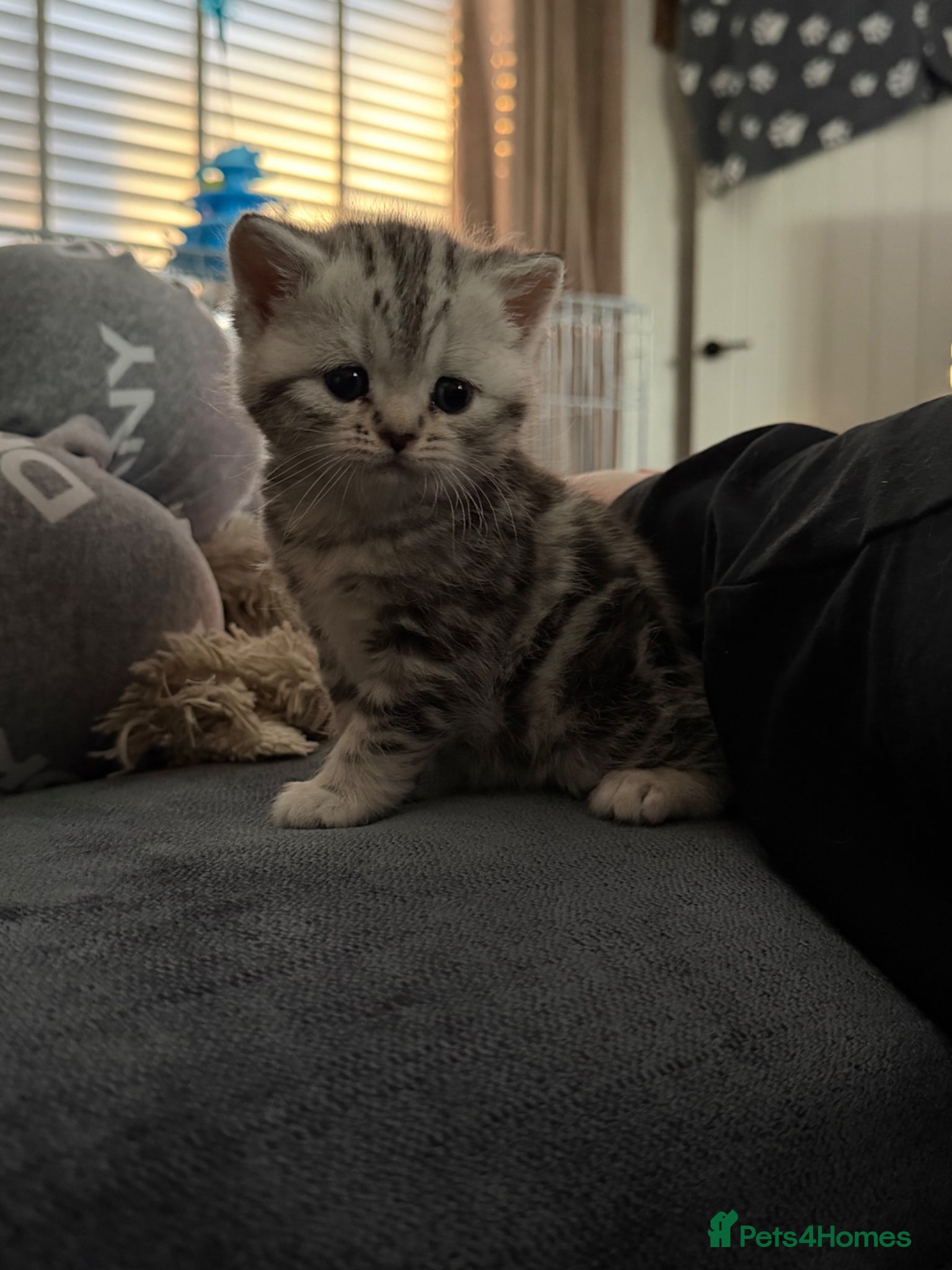 British Shorthair cats Silver tabby and chocolate colour point girls - Advert 3