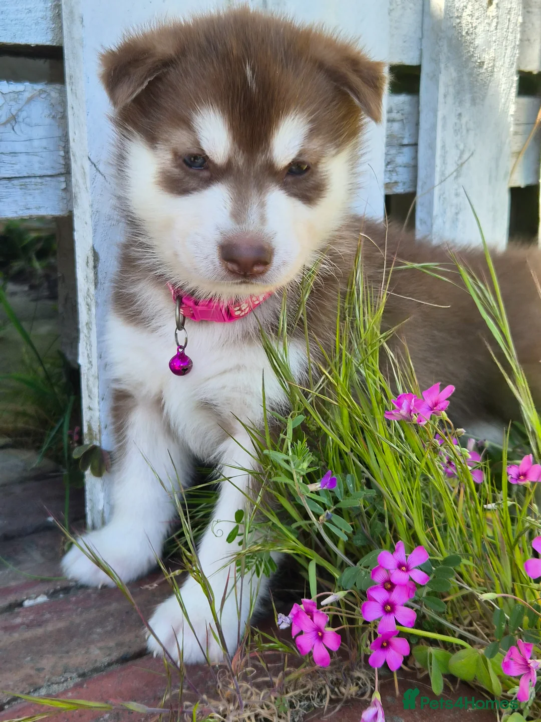 Siberian Husky dogs for sale: 🐾 Siberian Husky Puppies 🐾 - Advert 2