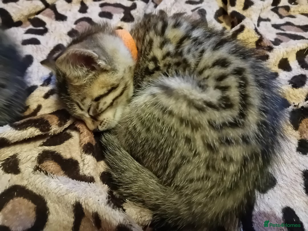 Bengal cats for sale: 6 Stunning Bengal Cross Kittens – Ready 31/10/2025 - Image 11