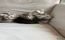 Mixed Breed cats for sale: 5 ADORABLE KITTENS 🐈1M/4F Ready For Reservation😺 - Image 17