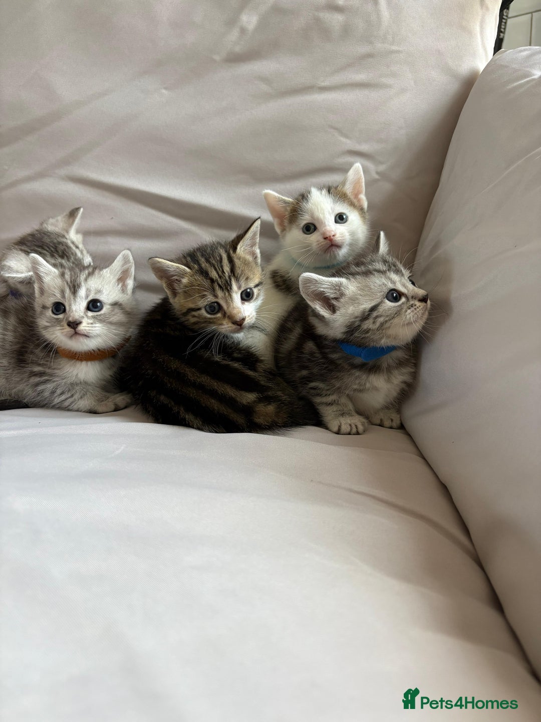 Mixed Breed cats for sale: 5 ADORABLE KITTENS 🐈1M/4F Ready For Reservation😺 - Image 17