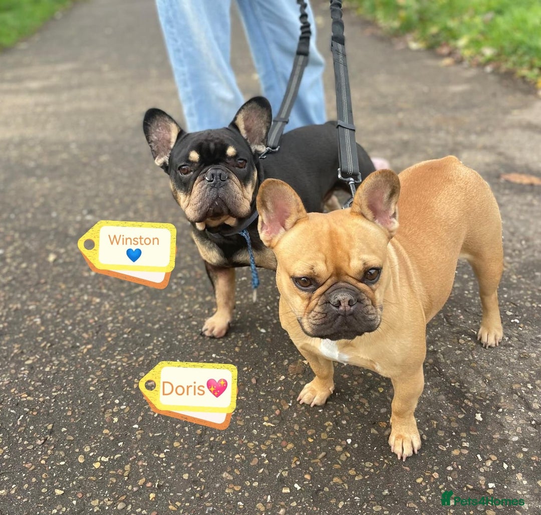French Bulldog dogs for adoption: 💙WINSTON-LITTLE FRENCHIE BOY WITH A BIG HEART💙 - Advert 11