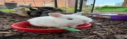 Mini Lion Lop rabbits for sale: Mini Lion Lops - Advert 4