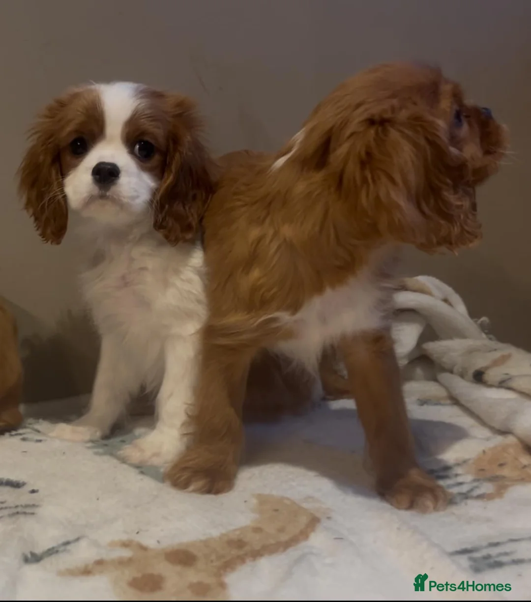 Cavalier King Charles Spaniel dogs for sale: King Charles Cavalier - Advert 3