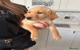 Labrador Retriever dogs for sale: 🐶 Stunning Fox Red & Yellow Labrador Puppies 🐶 - Image 4