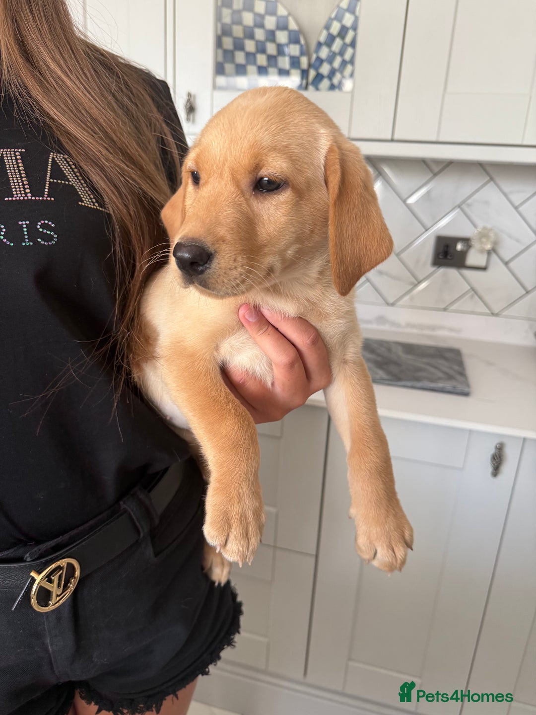 Labrador Retriever dogs for sale: 🐶 Stunning Fox Red & Yellow Labrador Puppies 🐶 - Image 4