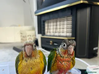 Conures birds ONE LEFT - Pineapple Conure Chicks - Advert 5