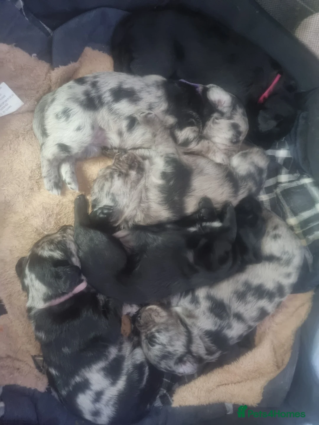 Mixed Breed dogs for sale:  6 Rottie collies for sale in Leigh - Advert 2