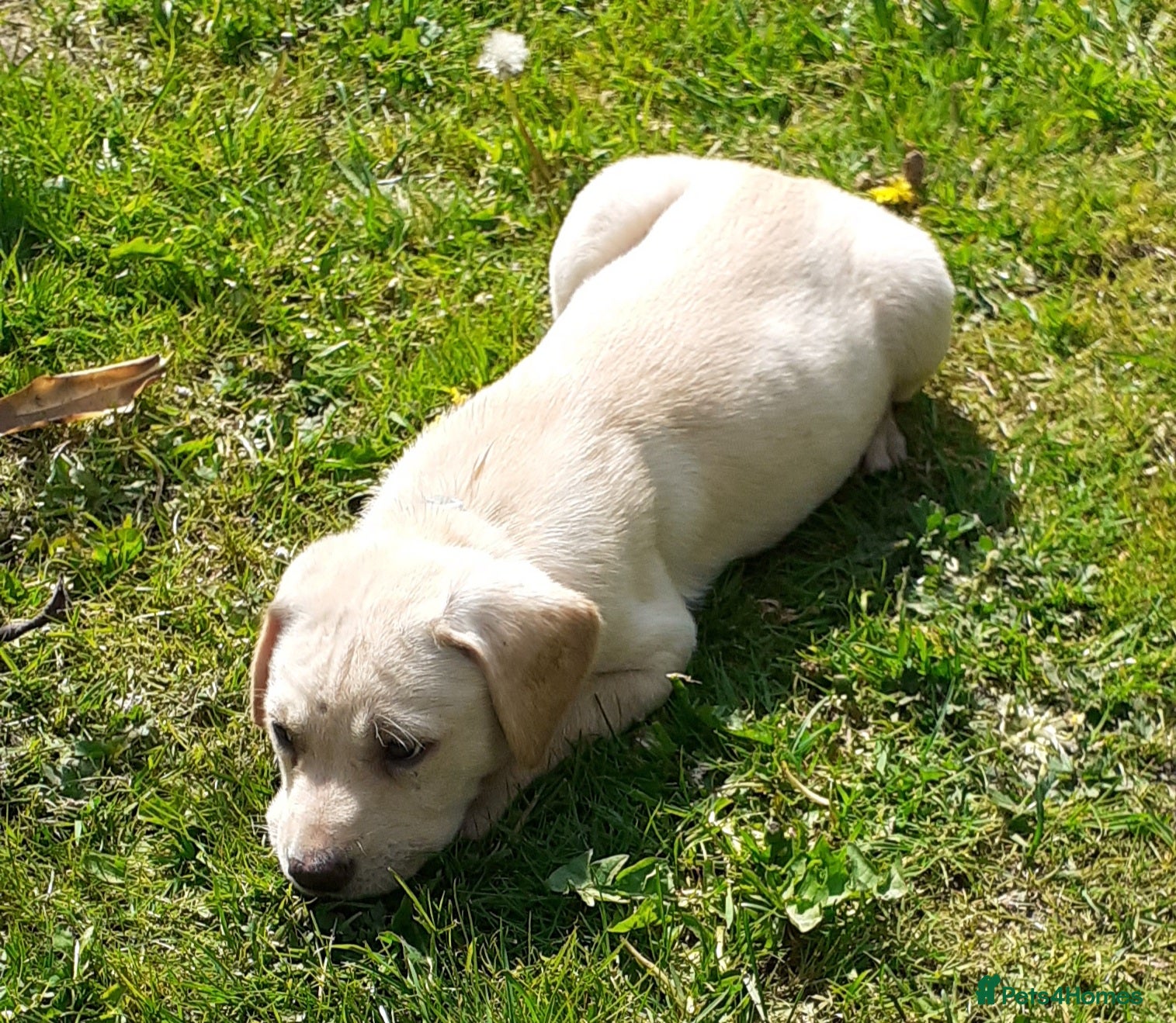 Labrador Retriever dogs Gorgeous yellow labrador puppies - Advert 2